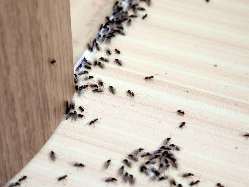 Dedetização e Controle de Formigas
