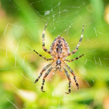 Dedetização e Controle de Aranhas em Novo Hamburgo