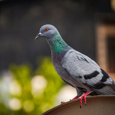 Expurgo de Pombos em Novo Hamburgo