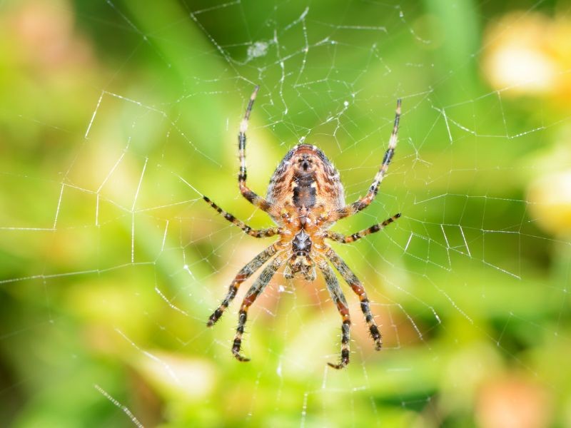 Dedetização e Controle de Aranhas